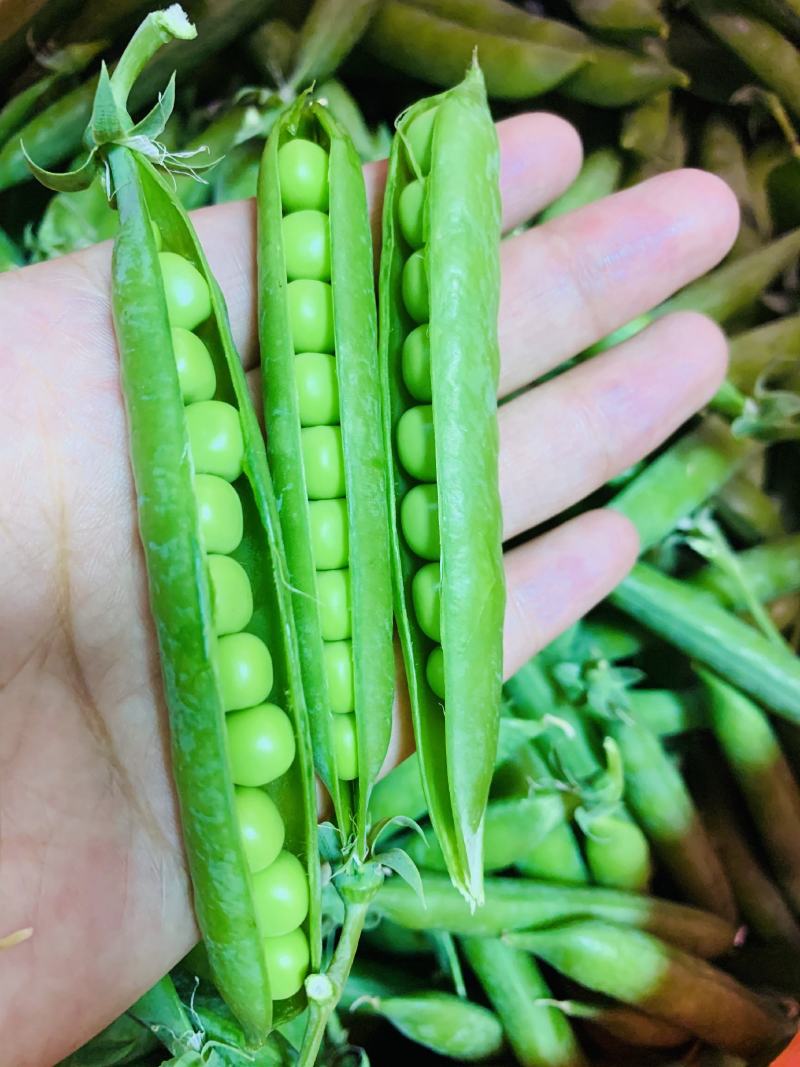 珍甜99豌豆种子水果豌豆种子口感甜脆纤维少荚长荚多豌豆仁