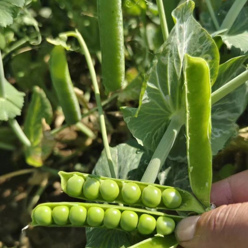 珍甜99豌豆种子水果豌豆种子口感甜脆纤维少荚长荚多豌豆仁