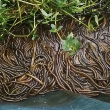 黄鳝苗，质优价廉，产地直发，可免费黄鳝提供养殖技术