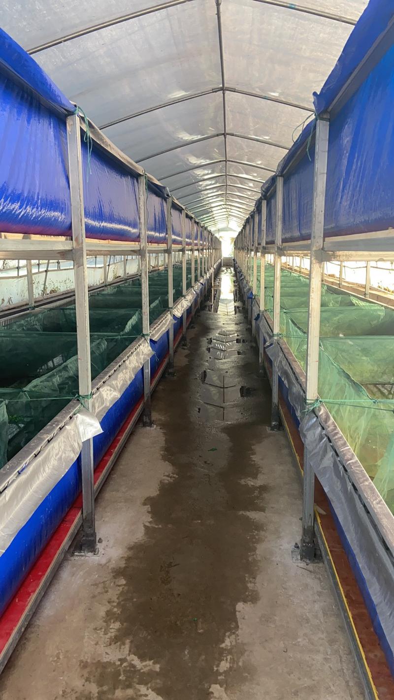 黄鳝苗，质优价廉，产地直发，可免费黄鳝提供养殖技术