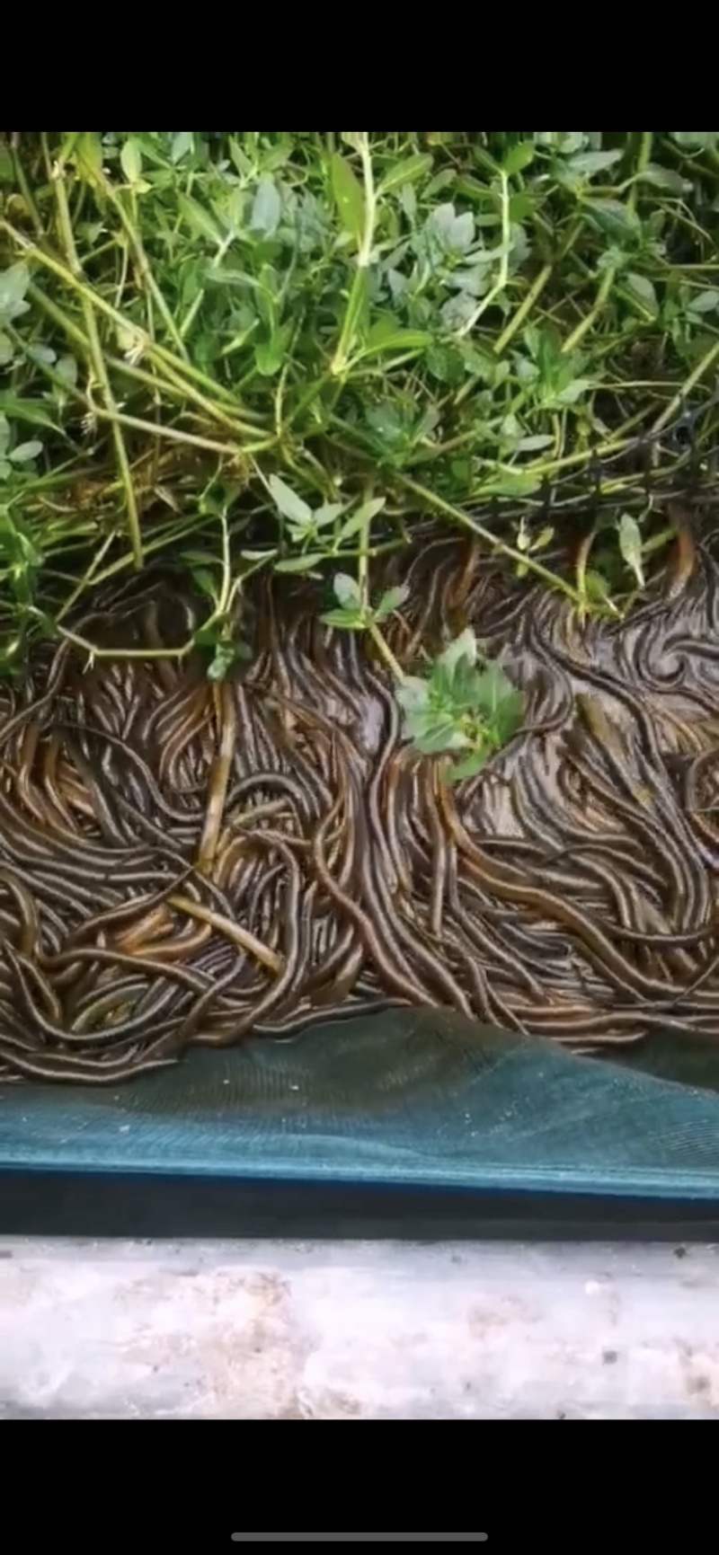 黄鳝苗，质优价廉，产地直发，可免费黄鳝提供养殖技术