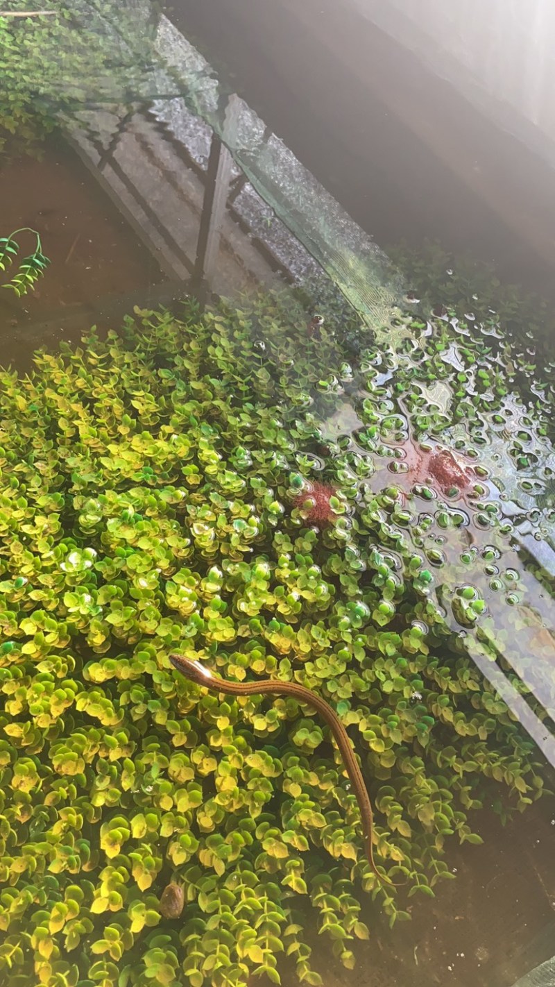 黄鳝苗，质优价廉，产地直发，可免费黄鳝提供养殖技术