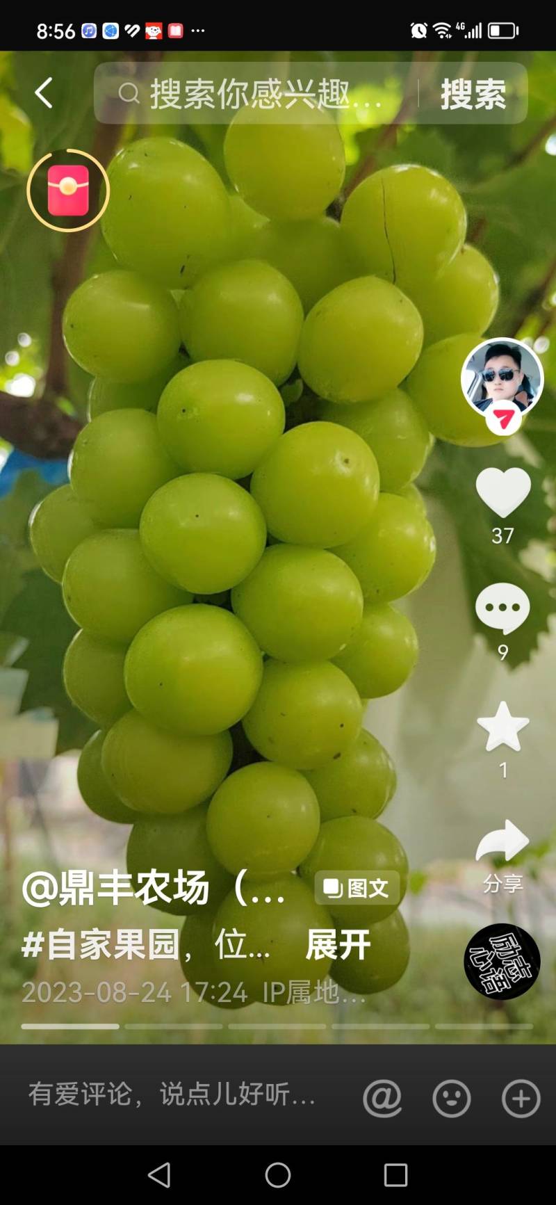 阳光玫瑰