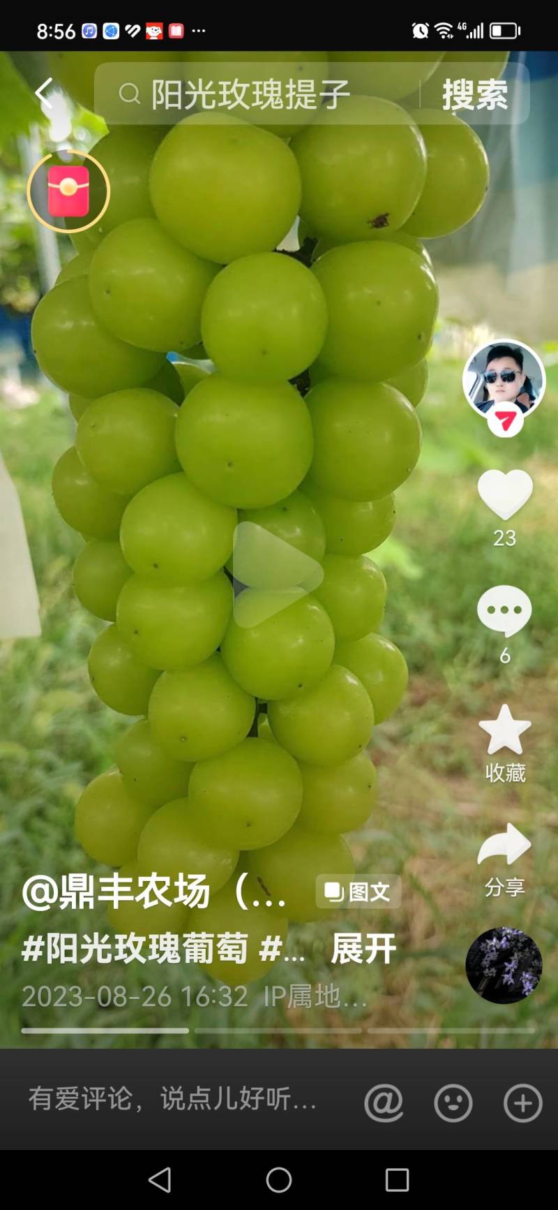 阳光玫瑰