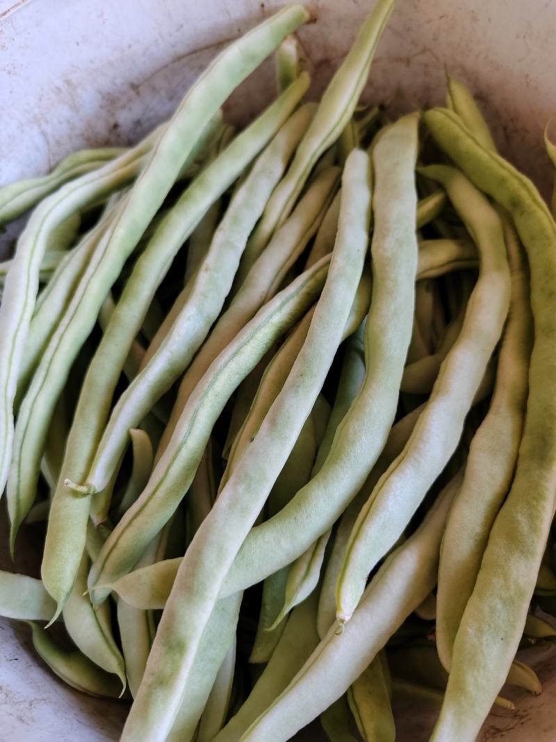 白豆角