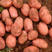 千万亩雪川红土豆产地，实力代收，内蒙古土豆，红皮土豆量大