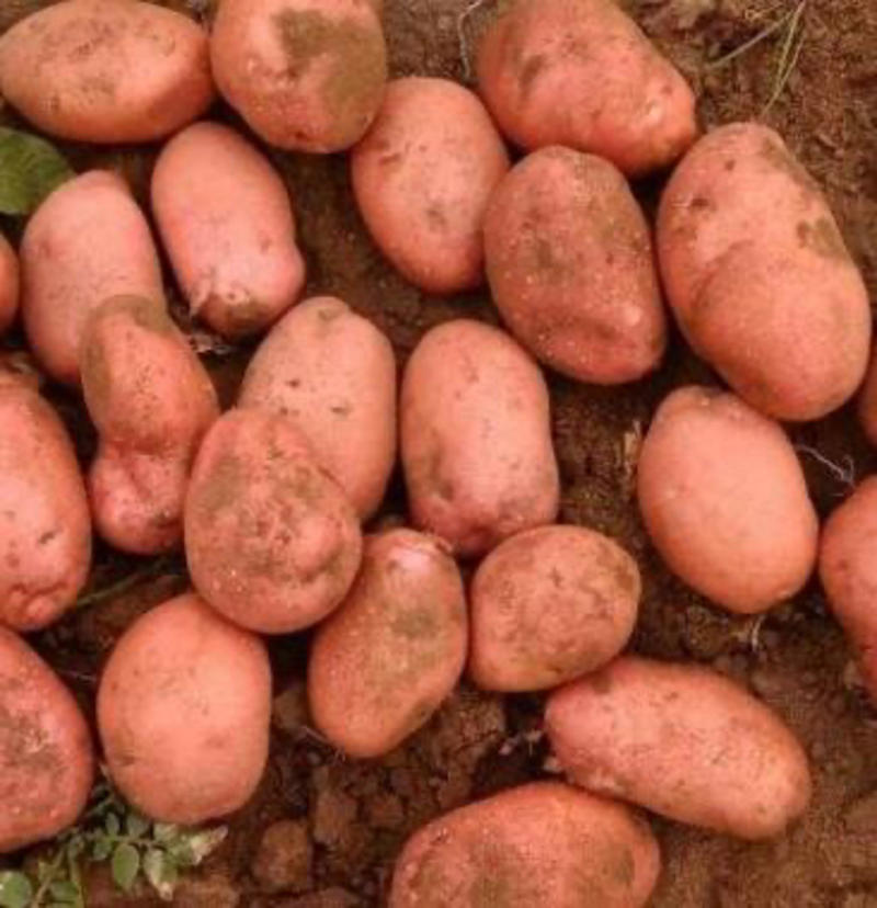 千万亩雪川红土豆产地，实力代收，内蒙古土豆，红皮土豆量大