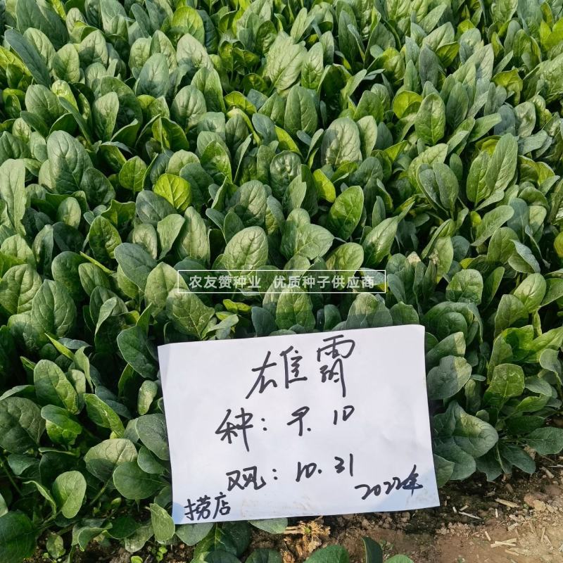 丹麦雄霸无霜菠菜种子丹麦进口籽黑叶菠菜种籽直立性好易捆扎