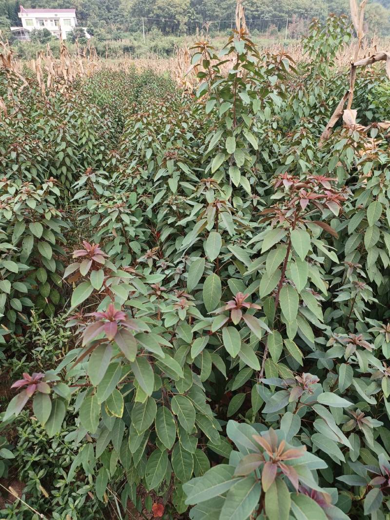 山乌桕，红叶乌桕