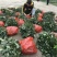 无籽八月瓜苗推广送苗种植签合同包回收