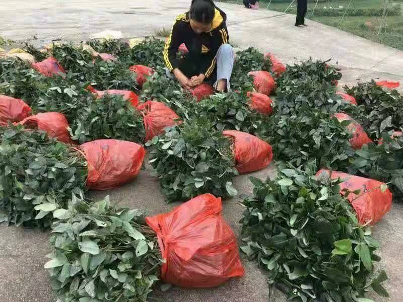 无籽八月瓜苗推广送苗种植签合同包回收