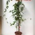 无籽八月瓜苗推广送苗种植签合同包回收