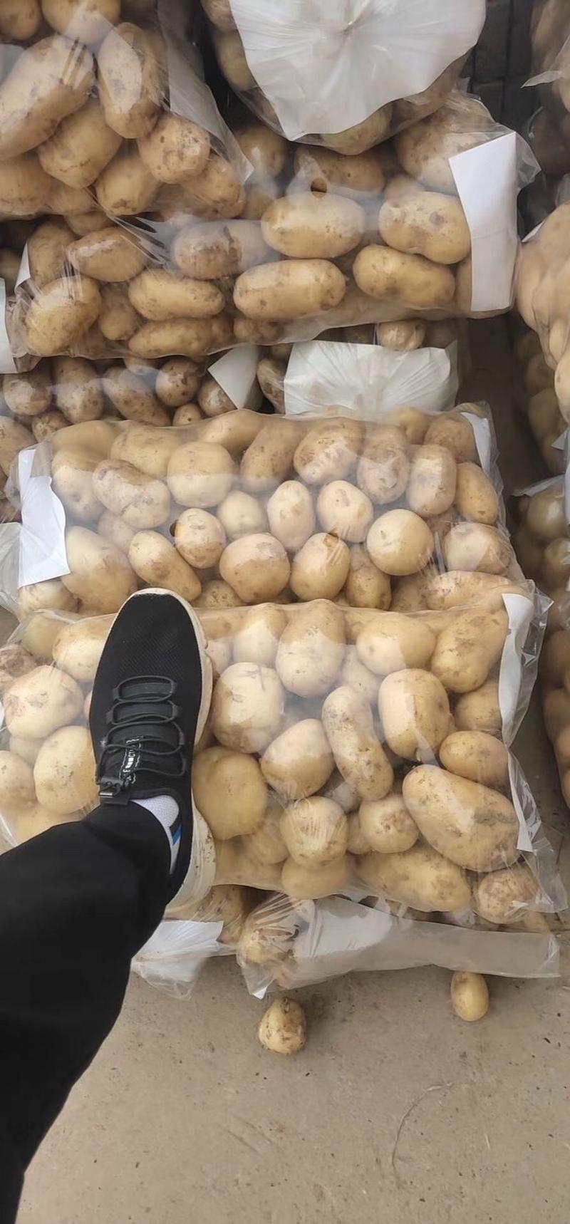 实力代发精品226土豆大量上市中，希森6号，V7土豆