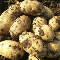 实力精品希森6号，沃土土豆，大量供应，可常年供货