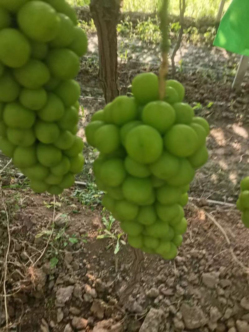 【优选】阳光玫瑰，陕西渭南葡萄，大量出售欢迎来购量大从优
