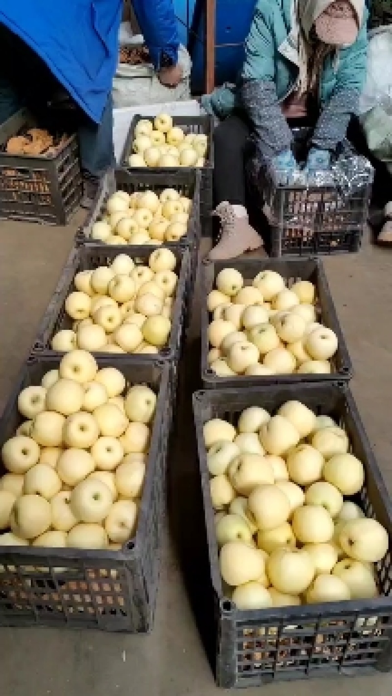 辽宁省葫芦岛绥中黄元帅苹果大量上市价格美丽欢迎来电