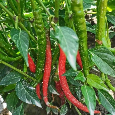 新疆本地农户一手二荆条，量大质优，产地直发，保质保量