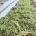 湖南湘西永顺莓茶