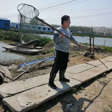 鲤鱼草鱼鲢鱼鲫鱼各种淡水鱼