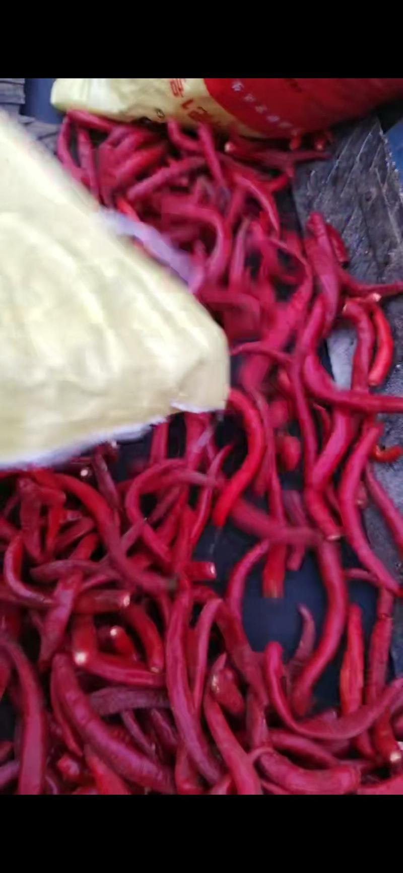 内蒙羊角红辣椒，上万亩，马上上市