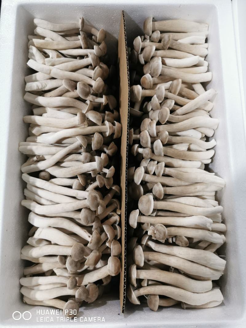 【精品】鹿茸菇，菌汤包，支持一件代发，质量保证