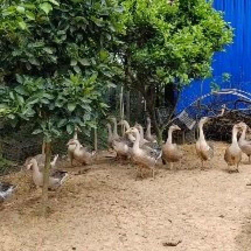 狮头鹅放养鹅农家散养肉质鲜美欢迎采购