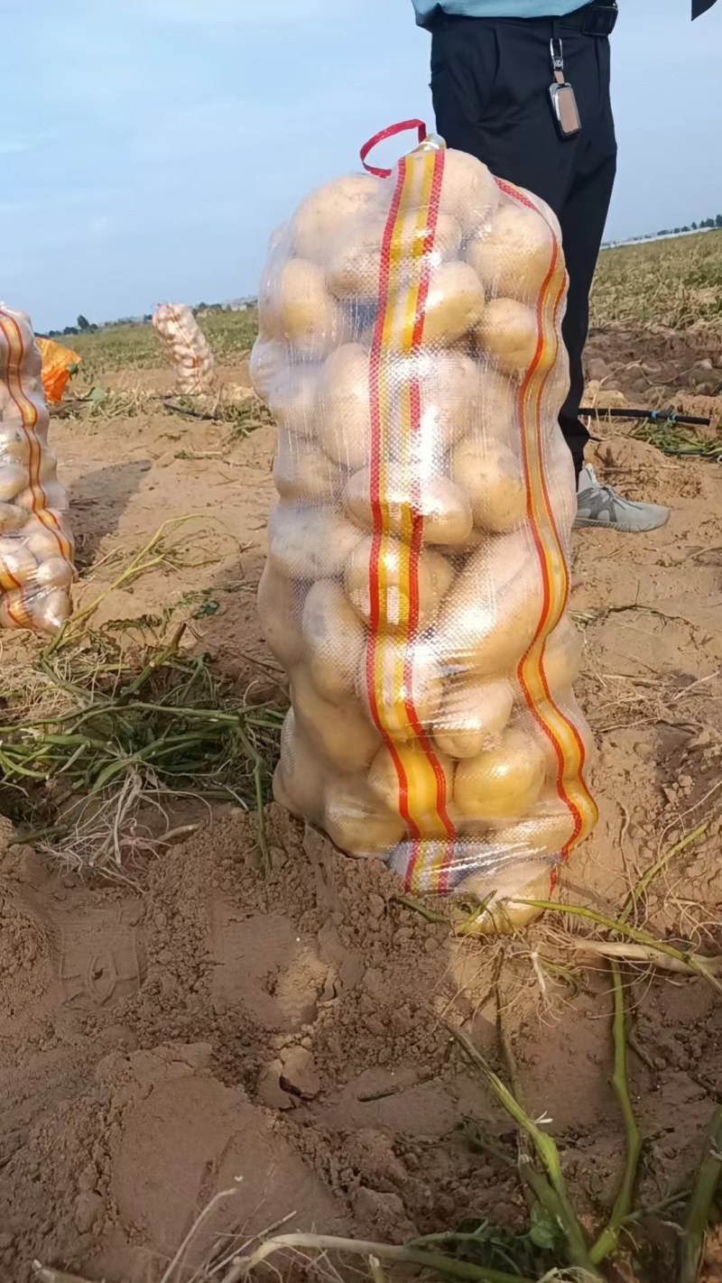 内蒙土豆大量上市V7沃土五号