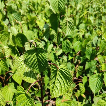 珙桐苗，一年玍，两年苗，三年的，大树，，，请联系。