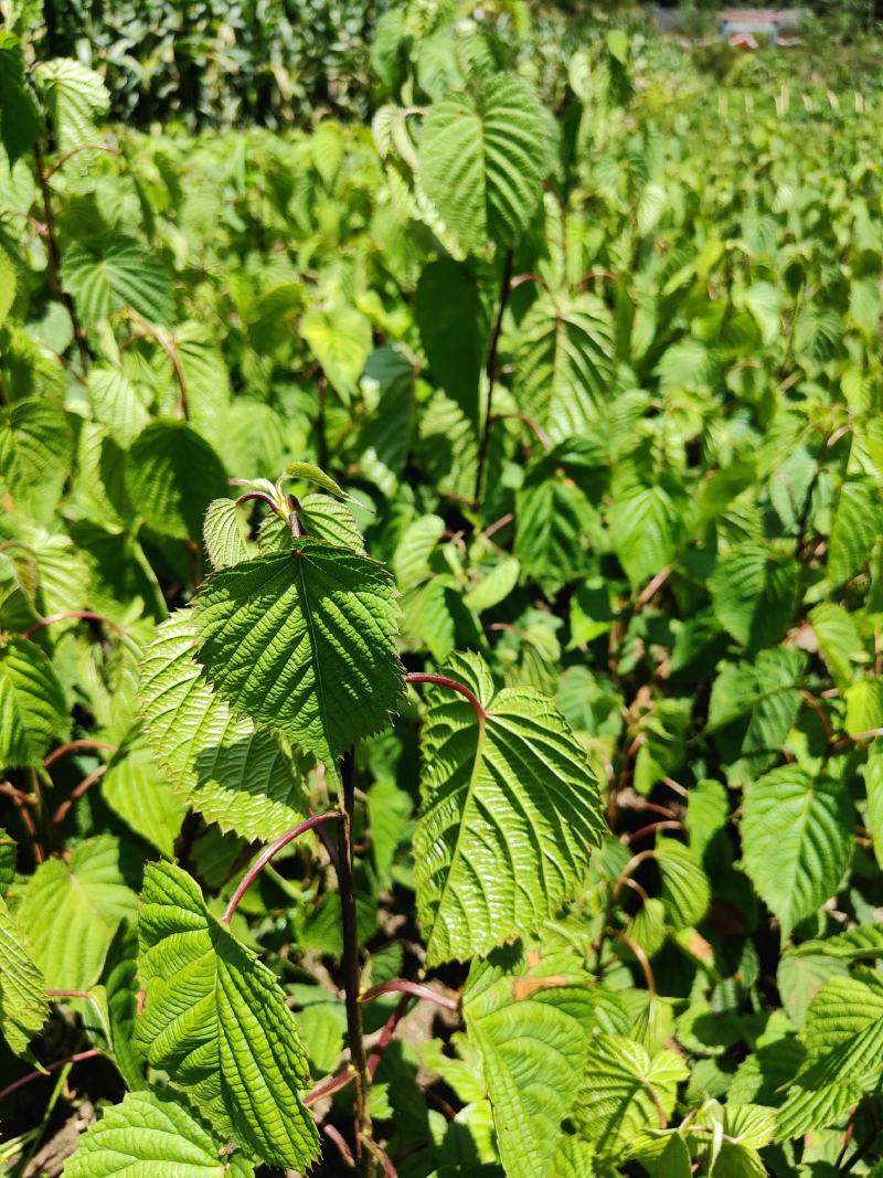 珙桐苗，一年玍，两年苗，三年的，大树，，，请联系。