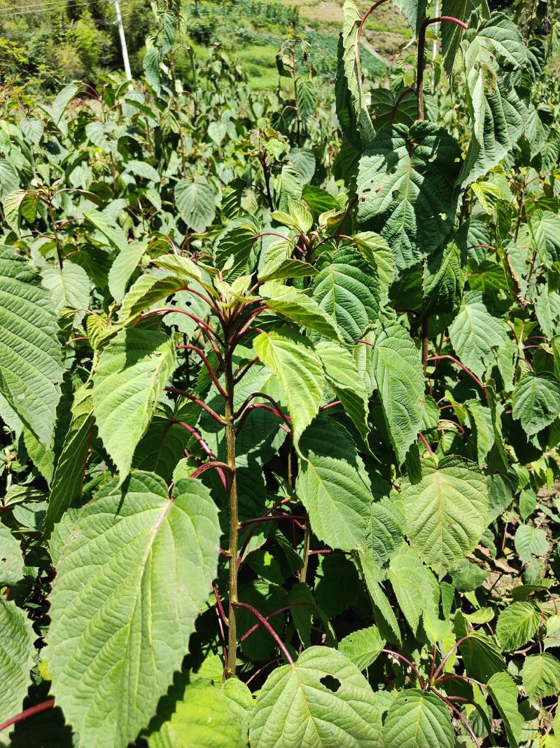 珙桐苗，一年玍，两年苗，三年的，大树，，，请联系。