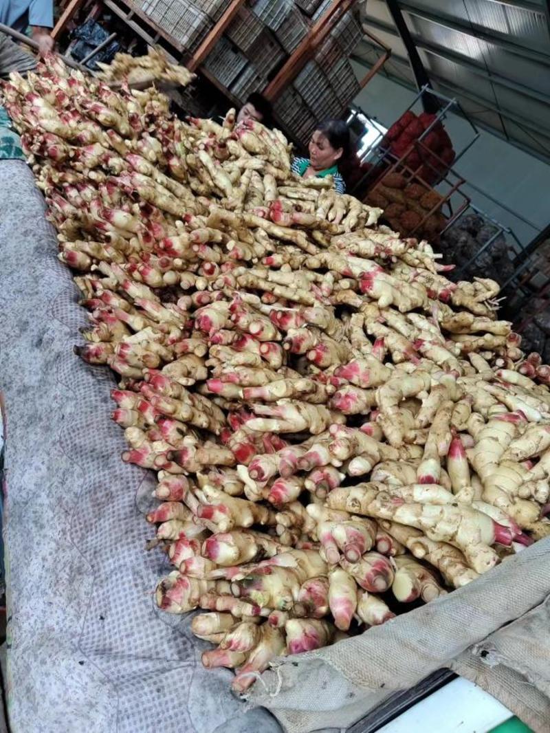 山东红芽鲜姜大量有货，块大价格便宜货源充足，代发代存