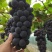 辽南巨峰葡萄