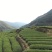 [热卖]福建漳州散装奇兰茶茶叶厂家直发全国发货