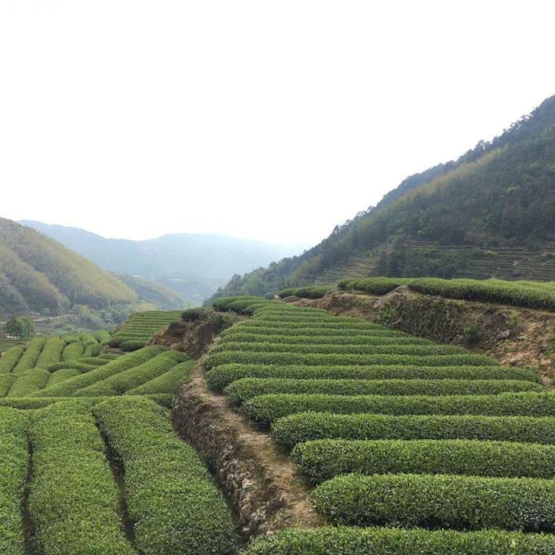 [热卖]福建漳州散装奇兰茶茶叶厂家直发全国发货