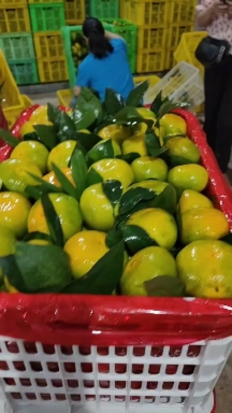 宜昌特早蜜橘皮薄汁多味甜无核无渣皮毛干净全国发货