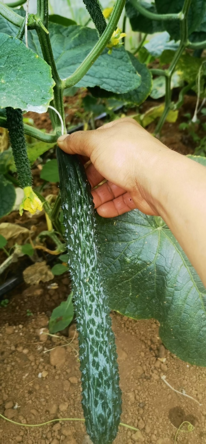 强雌油亮绿瓤青瓤黄瓜苗鑫美17越冬抗病毒产量高节节有瓜