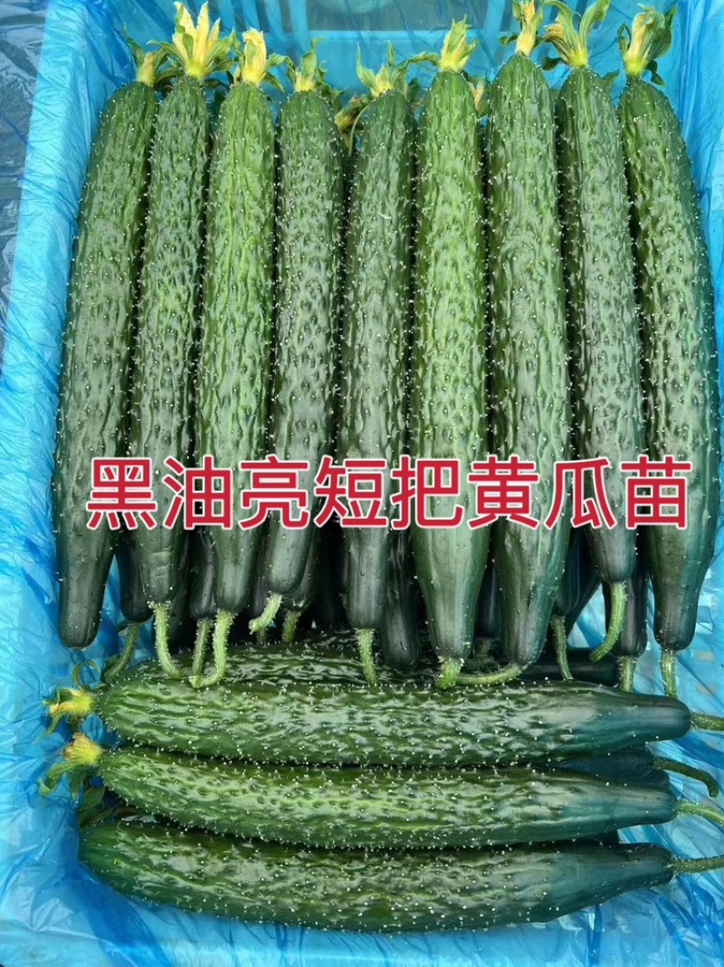 强雌油亮绿瓤青瓤黄瓜苗鑫美17越冬抗病毒产量高节节有瓜