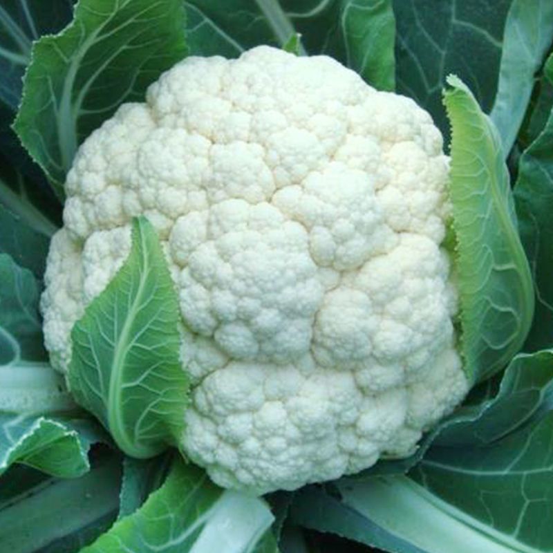 精品花菜棵大饱满湖北花菜产地直发货源充足量大从优
