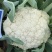 精品花菜棵大饱满湖北花菜产地直发货源充足量大从优