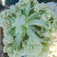 精品花菜棵大饱满湖北花菜产地直发货源充足量大从优