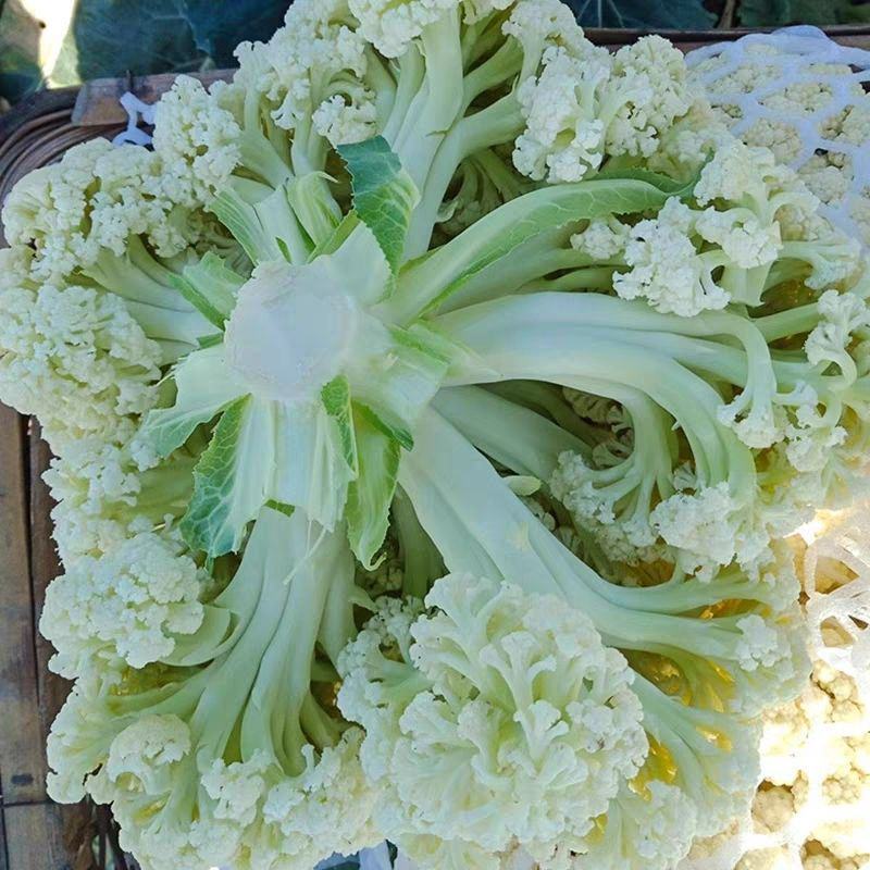 精品花菜棵大饱满湖北花菜产地直发货源充足量大从优