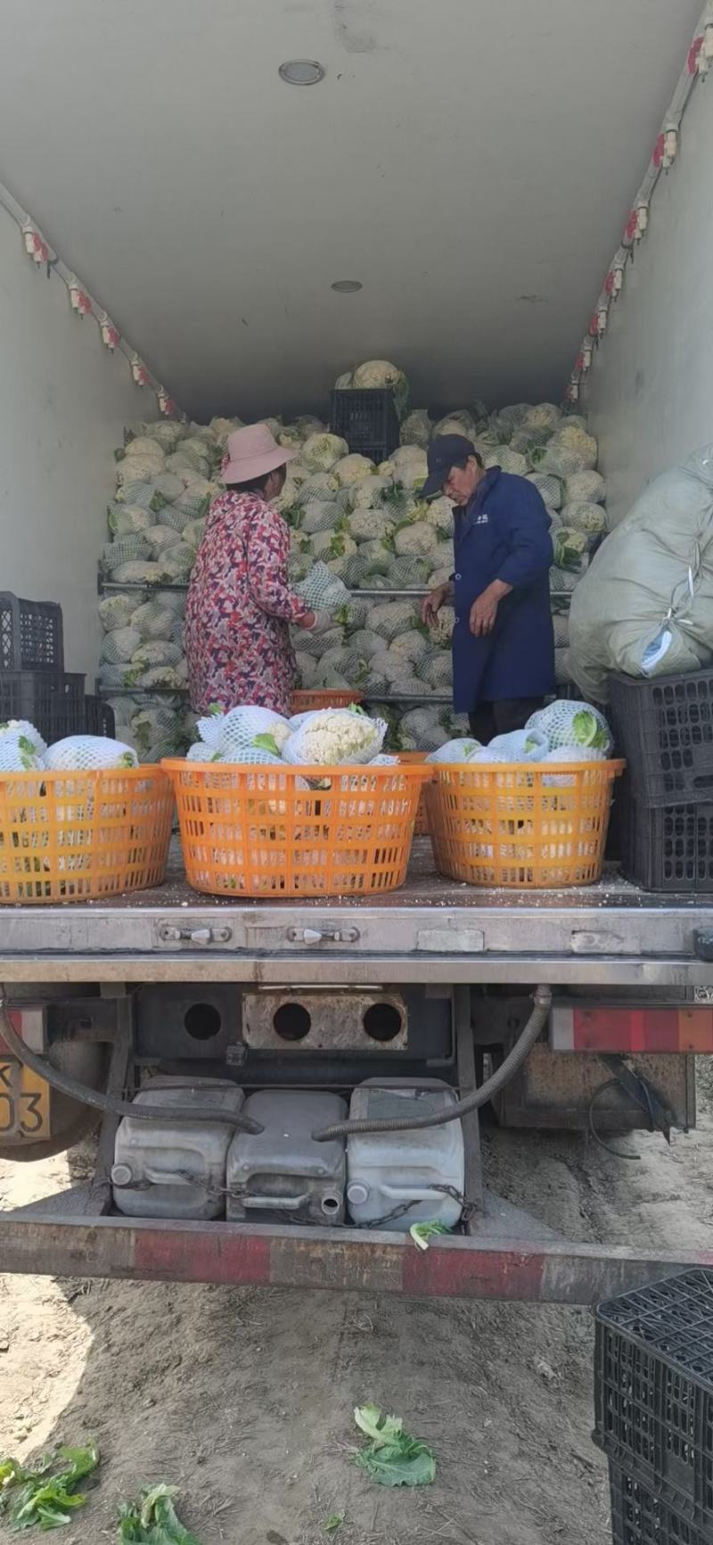 精品花菜棵大饱满湖北花菜产地直发货源充足量大从优