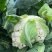 精品花菜棵大饱满湖北花菜产地直发货源充足量大从优