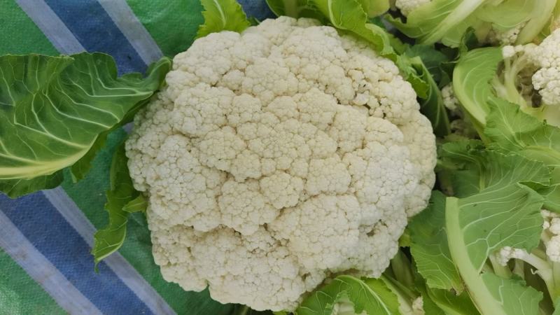 精品花菜棵大饱满湖北花菜产地直发货源充足量大从优