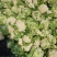 精品花菜棵大饱满湖北花菜产地直发货源充足量大从优