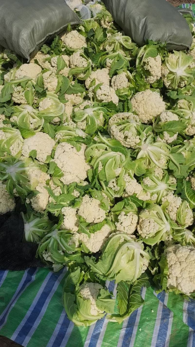 精品花菜棵大饱满湖北花菜产地直发货源充足量大从优