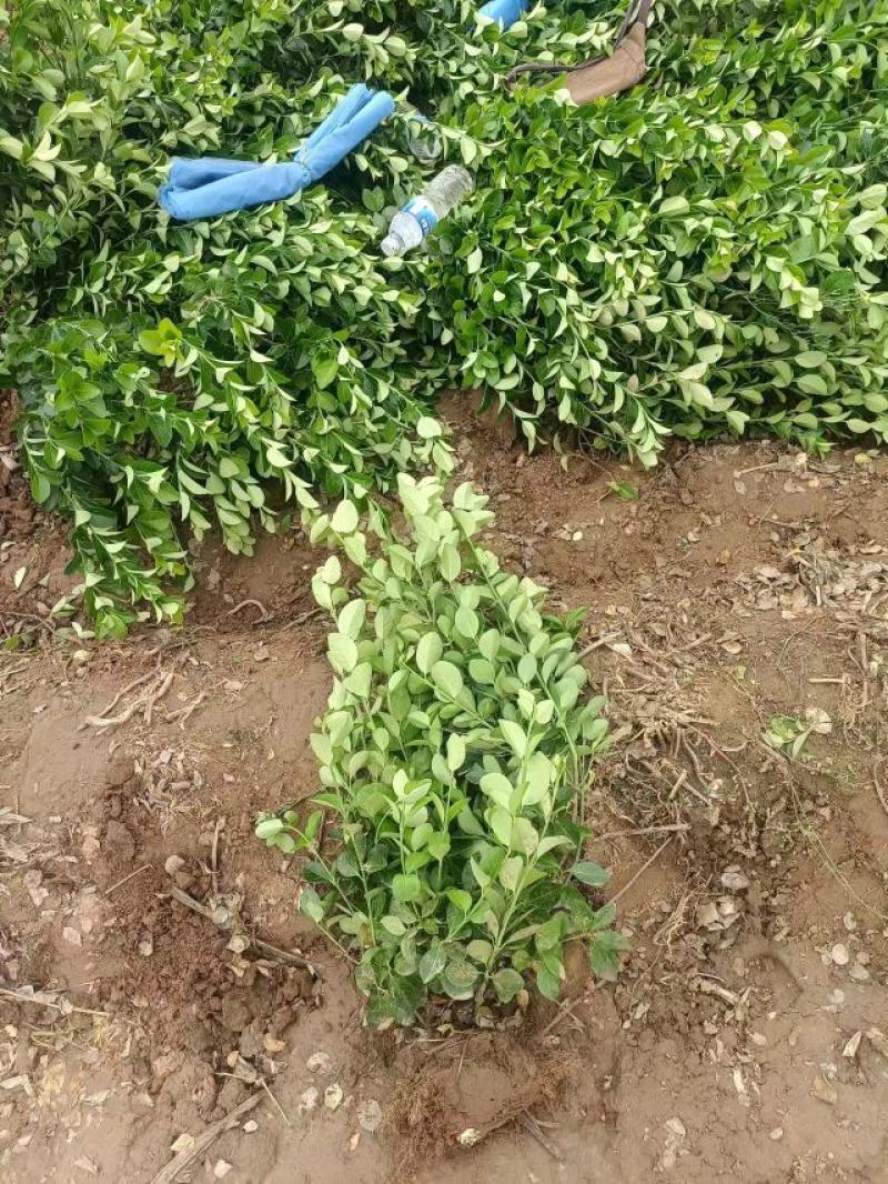 卫矛
