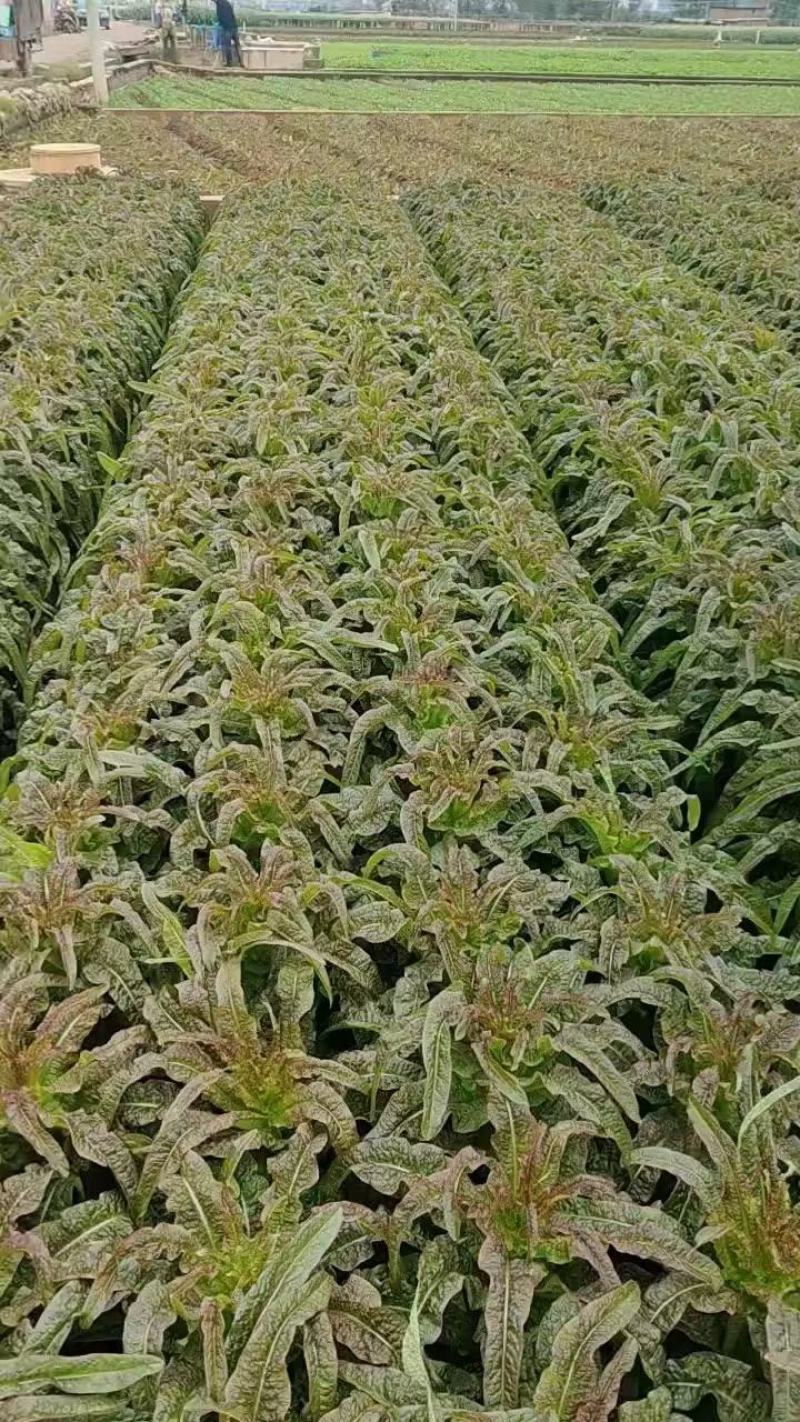 紫叶香笋苗