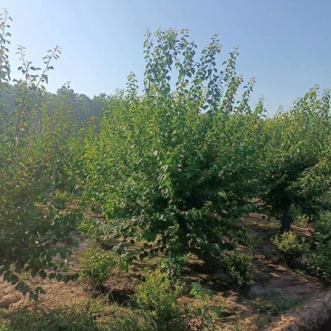 山杏