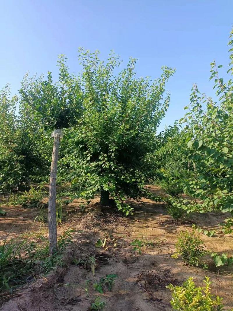 山杏